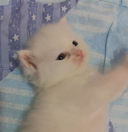 แมวเปอร์เซียแท้ รูปที่ 6