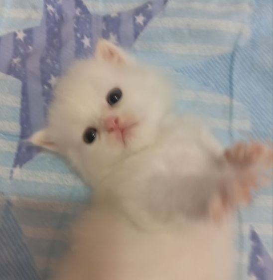 แมวเปอร์เซียแท้ รูปที่ 5