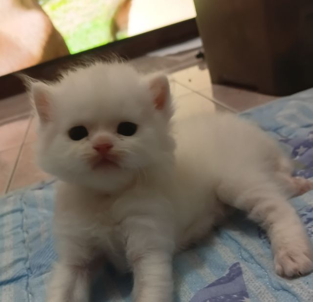 เปอร์เซีย (Persian) แมวเปอร์เซียแท้