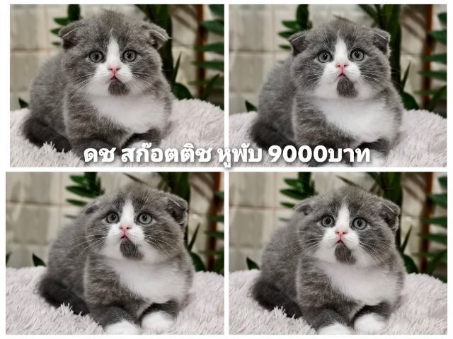สก็อตติช โฟลด์ (Scottish Fold) ดญ ดช  สก๊อตติช หูพับ หูตั้ง หลายตัวจ้า