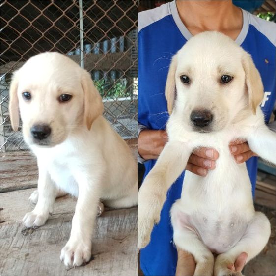 ลาบราดอร์แท้ เมีย