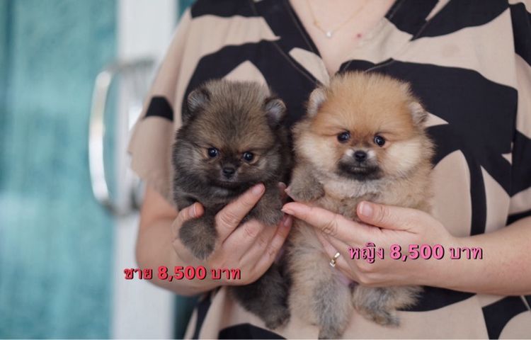 ปอมหน้าหมี เกรดโชว์ เพศผู้ ลูกไทยแชมป์ประเทศไทย รูปที่ 2