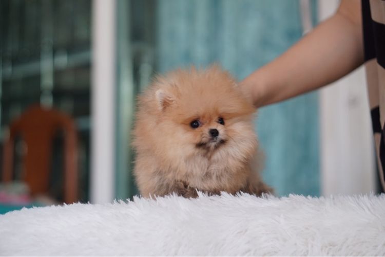 ปอมเมอเรเนียน (Pomeranian) เล็ก ปอมหน้าหมี เกรดโชว์ เพศผู้ ลูกไทยแชมป์ประเทศไทย