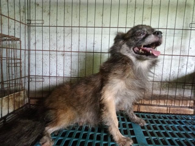 ชิวาวา (Chihuahua) เล็ก แม่ชิวาวาลายเสือขนยาว