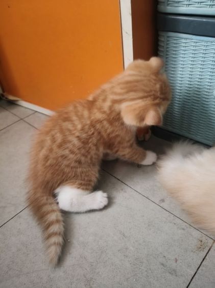 สก็อชติช เพศชาย รูปที่ 2