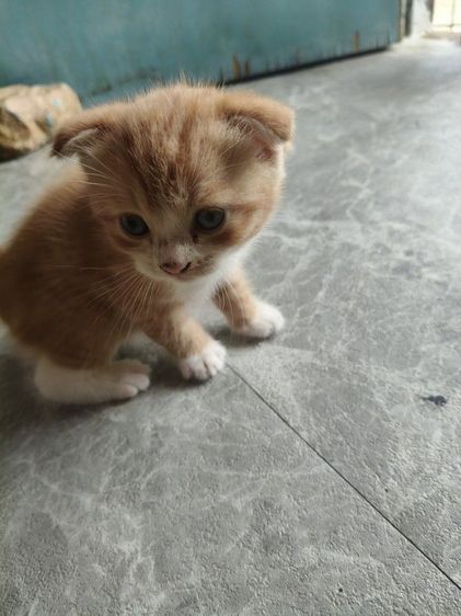 สก็อชติช เพศชาย