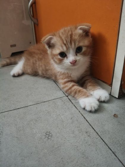 สก็อชติช เพศชาย รูปที่ 4