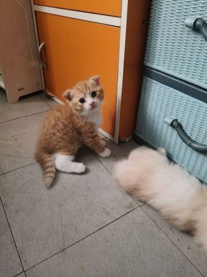 สก็อชติช เพศชาย รูปที่ 3