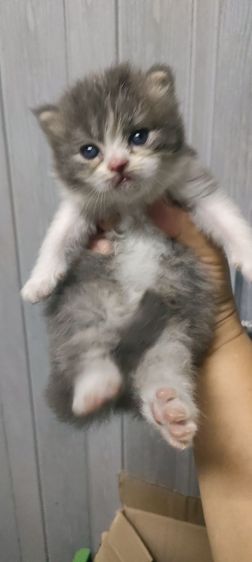 แมว รูปที่ 5