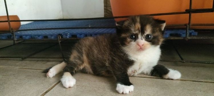 สก็อตติช โฟลด์ (Scottish Fold) แมว