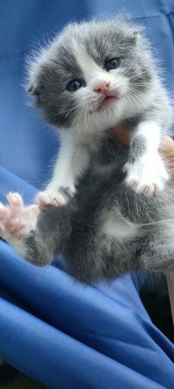 แมว รูปที่ 6