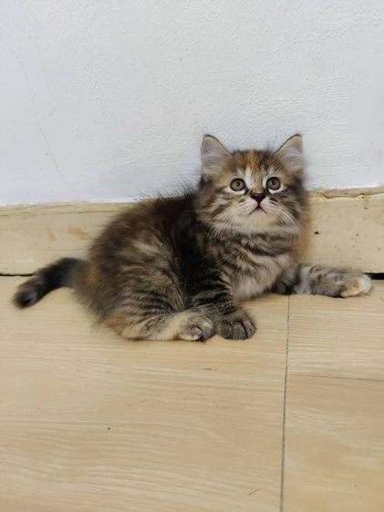 สก็อตติช โฟลด์ (Scottish Fold) ลูกแมวสกอตติชโฟล์