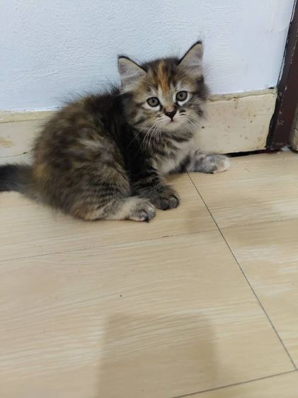 ลูกแมวสกอตติชโฟล์ รูปที่ 3