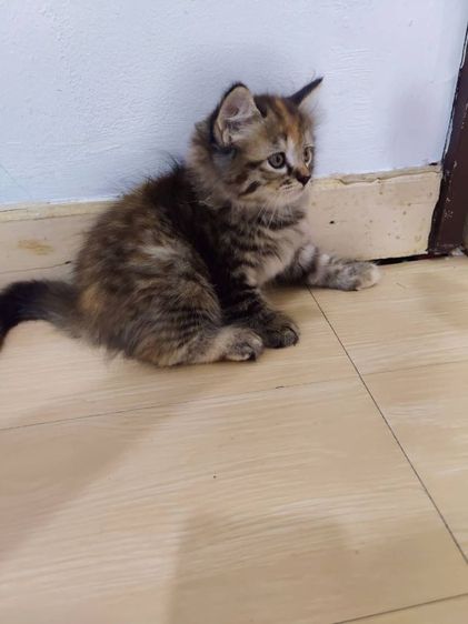 ลูกแมวสกอตติชโฟล์ รูปที่ 5