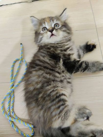 ลูกแมวสกอตติชโฟล์ รูปที่ 7