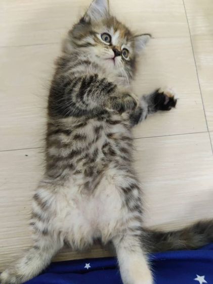 ลูกแมวสกอตติชโฟล์ รูปที่ 2