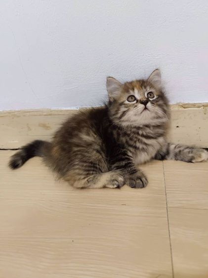 ลูกแมวสกอตติชโฟล์ รูปที่ 4