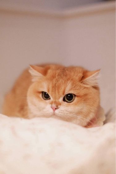 บริติช ลดประชากร