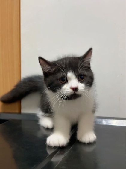 สก็อตติช โฟลด์ (Scottish Fold) น้องแมวสีไบคัลเลอร์พ้อย