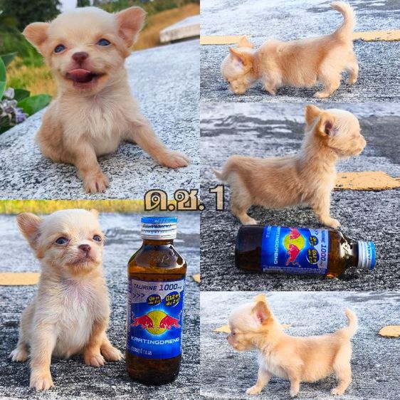 ชิวาวา (Chihuahua) เล็ก ดช.ชิวาวาขนยาว 
