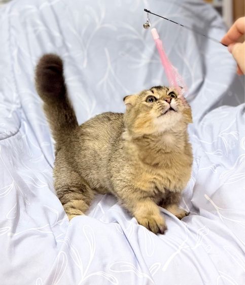 มันช์กิ้น (Munchkin) มัชกิ้นชาย 5 เดือน พร้อมย้าย