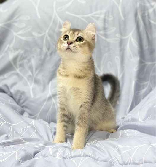 อเมริกัน เคิร์ล (American Curl) อเมริกันเคิร์ลหญิง แบ่งเลี้ยง 5 เดือน