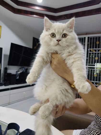 บริติช ชอร์ตแฮร์ (British Shorthair) บริติชช็อตแฮร์ขนยาว