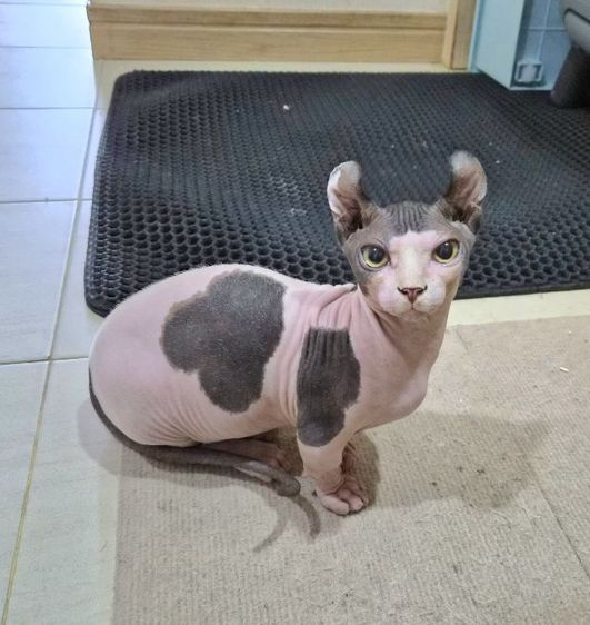 สฟิงซ์ (Sphynx) สฟิงซ์ ผู้ชาย