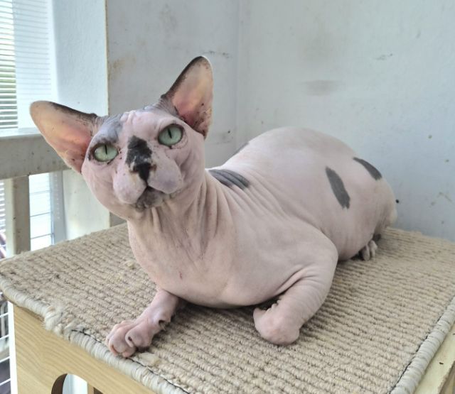 สฟิงซ์ (Sphynx) สฟิงซ์ ผู้ชาย