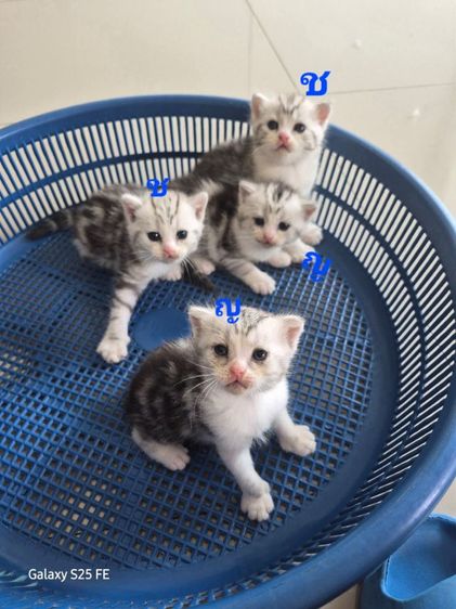 แมว รูปที่ 7