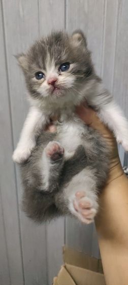 สก็อตติช โฟลด์ (Scottish Fold) แมว