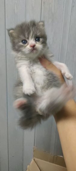 แมว รูปที่ 3