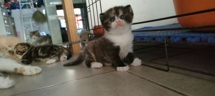 แมว รูปที่ 6