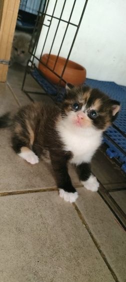 แมว รูปที่ 2