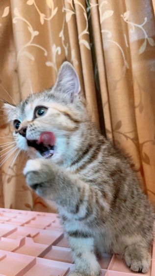 ดญ. สก็อตติช แท้  รูปที่ 3