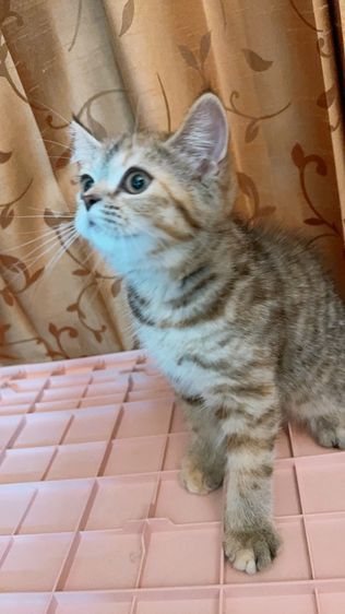 ดญ. สก็อตติช แท้  รูปที่ 4