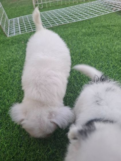 ชิสุผสมปอม