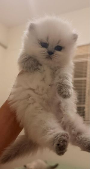 สก็อตติช x บริติช