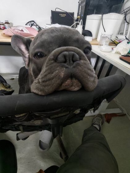 (ดัชชุน และเฟรนช์บูล) หาบ้าน Single House 🏡 ให้คู่หูต่างสายพันธุ์ ขอรับไปดูแลคู่กันเท่านั้นครับ รูปที่ 4