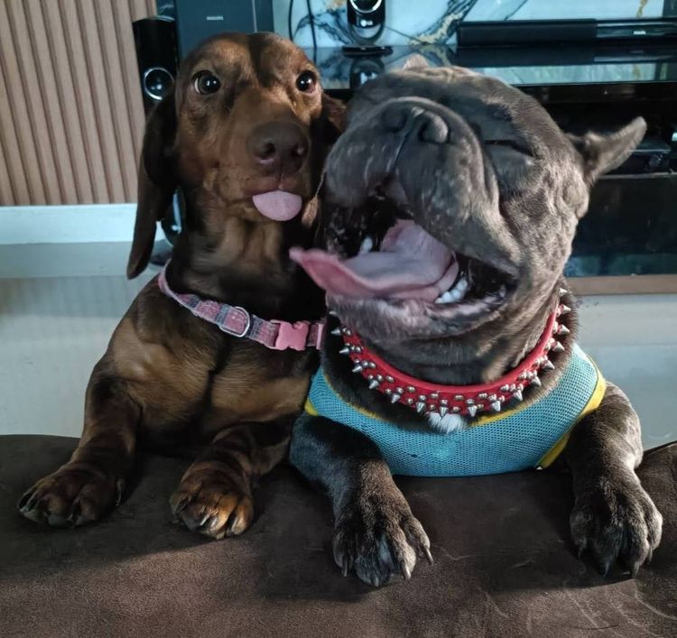 อื่นๆ เล็ก (ดัชชุน และเฟรนช์บูล) หาบ้าน Single House 🏡 ให้คู่หูต่างสายพันธุ์ ขอรับไปดูแลคู่กันเท่านั้นครับ