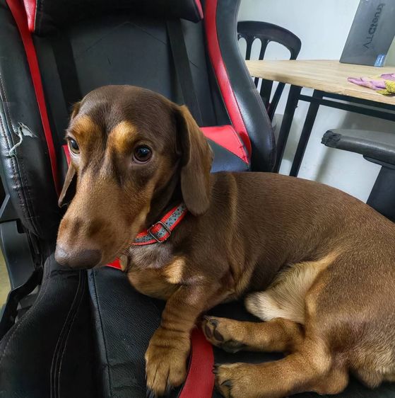 (ดัชชุน และเฟรนช์บูล) หาบ้าน Single House 🏡 ให้คู่หูต่างสายพันธุ์ ขอรับไปดูแลคู่กันเท่านั้นครับ รูปที่ 2