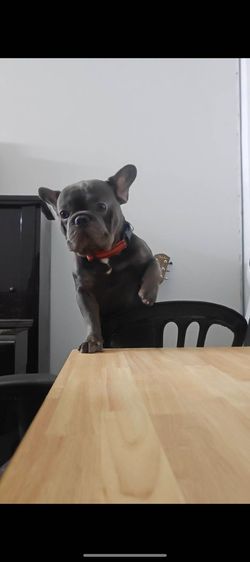 (ดัชชุน และเฟรนช์บูล) หาบ้าน Single House 🏡 ให้คู่หูต่างสายพันธุ์ ขอรับไปดูแลคู่กันเท่านั้นครับ รูปที่ 3