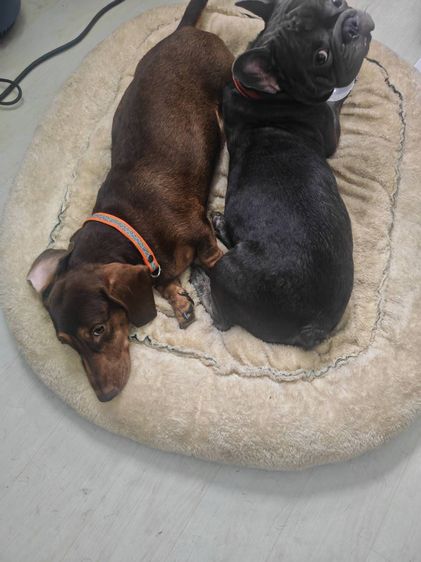 (ดัชชุน และเฟรนช์บูล) หาบ้าน Single House 🏡 ให้คู่หูต่างสายพันธุ์ ขอรับไปดูแลคู่กันเท่านั้นครับ รูปที่ 8