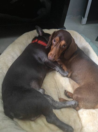 (ดัชชุน และเฟรนช์บูล) หาบ้าน Single House 🏡 ให้คู่หูต่างสายพันธุ์ ขอรับไปดูแลคู่กันเท่านั้นครับ รูปที่ 5