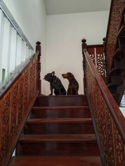 (ดัชชุน และเฟรนช์บูล) หาบ้าน Single House 🏡 ให้คู่หูต่างสายพันธุ์ ขอรับไปดูแลคู่กันเท่านั้นครับ รูปที่ 11