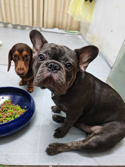 (ดัชชุน และเฟรนช์บูล) หาบ้าน Single House 🏡 ให้คู่หูต่างสายพันธุ์ ขอรับไปดูแลคู่กันเท่านั้นครับ รูปที่ 6