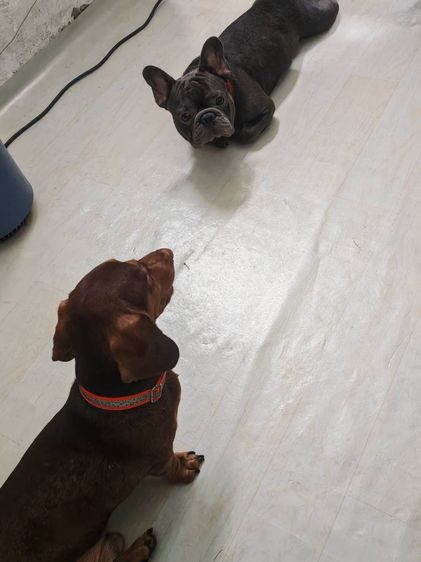 (ดัชชุน และเฟรนช์บูล) หาบ้าน Single House 🏡 ให้คู่หูต่างสายพันธุ์ ขอรับไปดูแลคู่กันเท่านั้นครับ รูปที่ 9