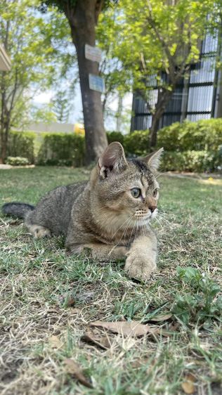 ลดประชากร รูปที่ 6