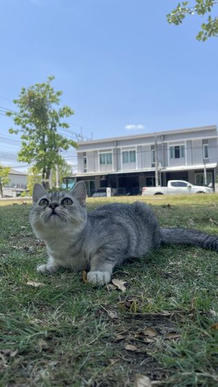 บริติช ชอร์ตแฮร์ (British Shorthair) ลดประชากร