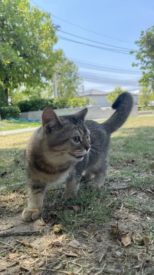 ลดประชากร รูปที่ 4